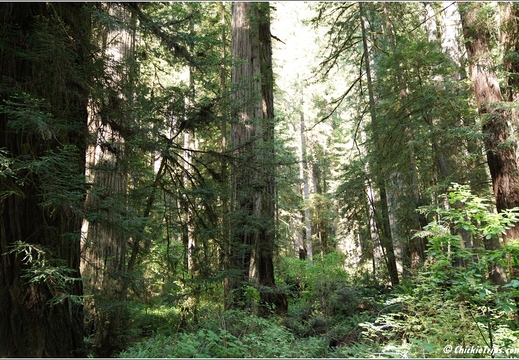 Day 2 - California Redwood National Park 86