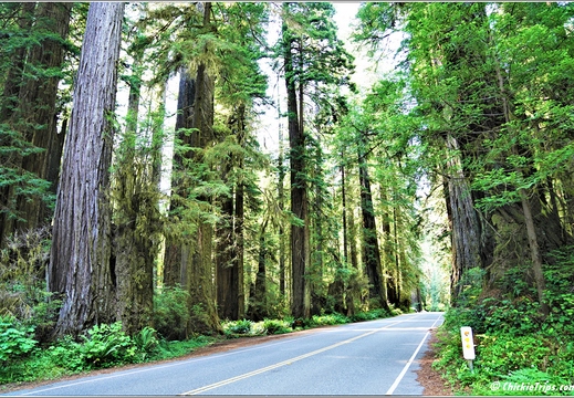 Day 2 - California Redwood National Park 87