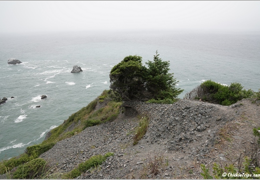 Day 2 - California Redwood National Park 90