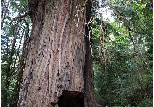 Day 2 - California Redwood National Park 95