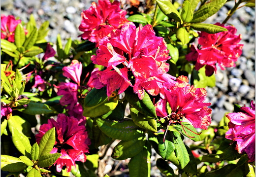 Flowers 01