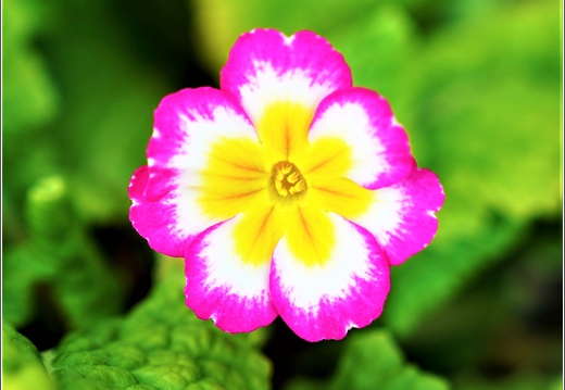 Flowers 02