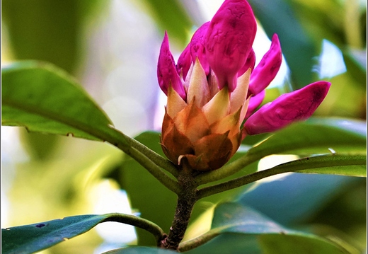 Flowers 10