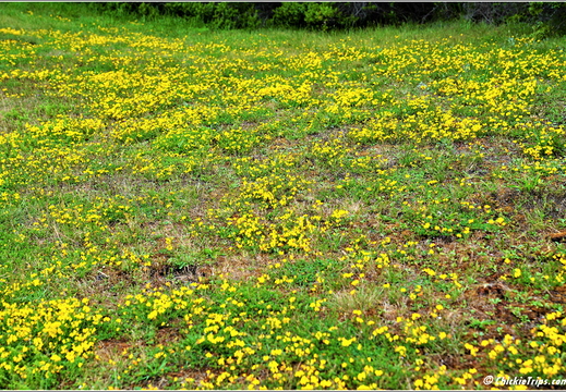 Flowers 13