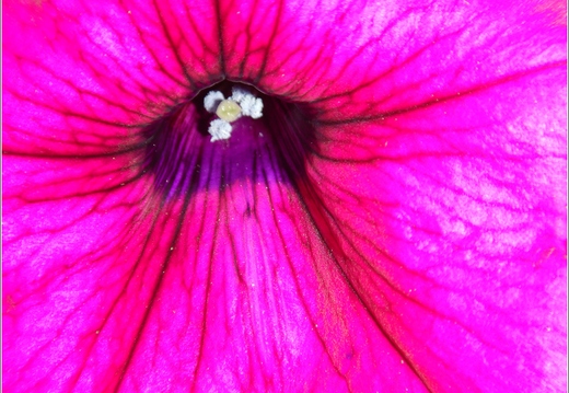 Flowers 22