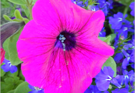 Flowers 23