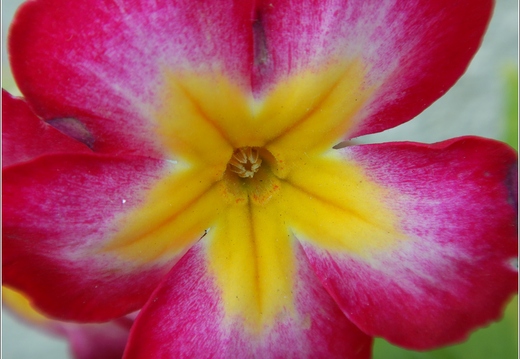 Flowers 26