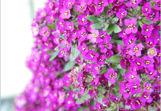 Flowers 28