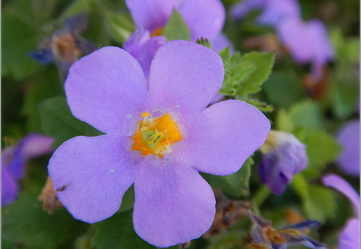 Flowers 29