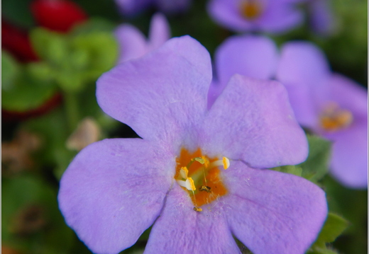 Flowers 30