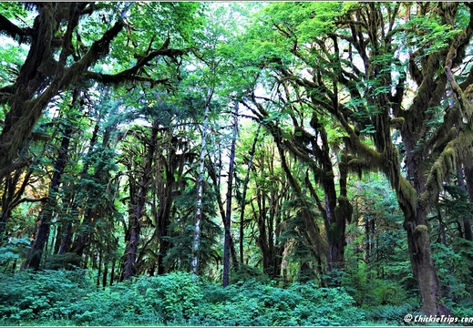 Day 5 - Washington Hoh Rain Forest Visitor Center Olympic National Park 01