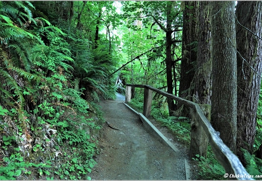 Day 5 - Washington Hoh Rain Forest Visitor Center Olympic National Park 11