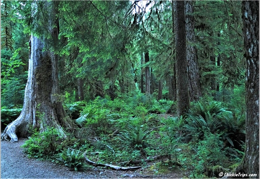 Day 5 - Washington Hoh Rain Forest Visitor Center Olympic National Park 13