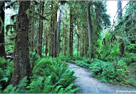Day 5 - Washington Hoh Rain Forest Visitor Center Olympic National Park 15