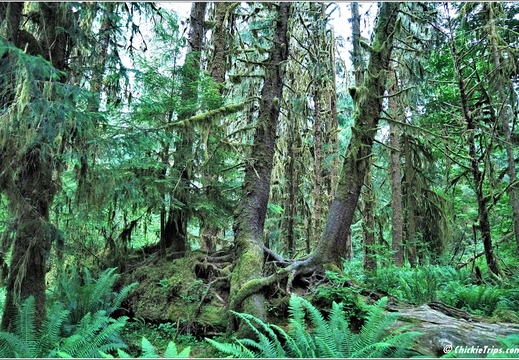 Day 5 - Washington Hoh Rain Forest Visitor Center Olympic National Park 19