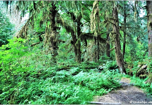 Day 5 - Washington Hoh Rain Forest Visitor Center Olympic National Park 20