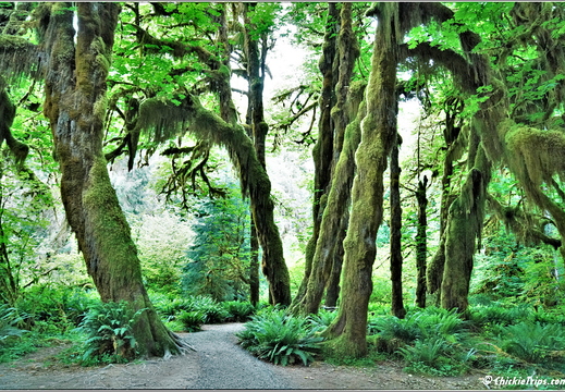 Day 5 - Washington Hoh Rain Forest Visitor Center Olympic National Park 22