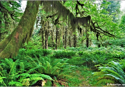 Day 5 - Washington Hoh Rain Forest Visitor Center Olympic National Park 28