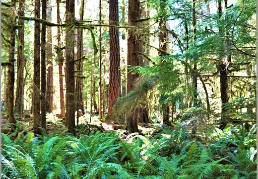 Day 5 - Washington Olympic National Park Marymere Falls 09