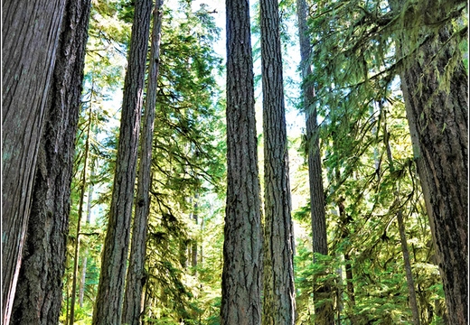 Day 5 - Washington Olympic National Park Marymere Falls 10