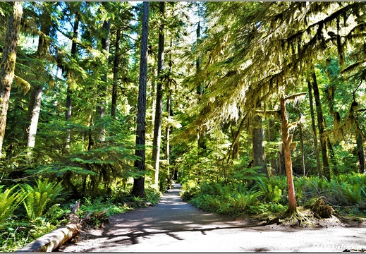 Day 5 - Washington Olympic National Park Marymere Falls 11