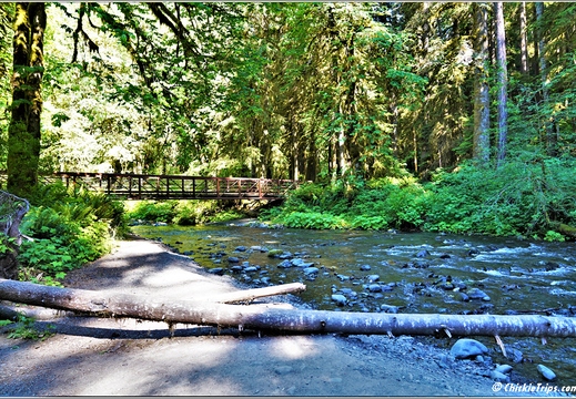 Day 5 - Washington Olympic National Park Marymere Falls 15