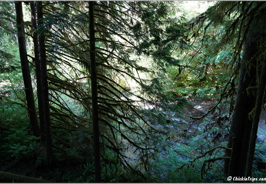 Day 5 - Washington Olympic National Park Marymere Falls 21