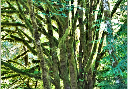 Day 5 - Washington Olympic National Park Marymere Falls 41