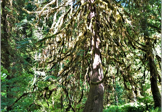 Day 5 - Washington Olympic National Park Marymere Falls 47