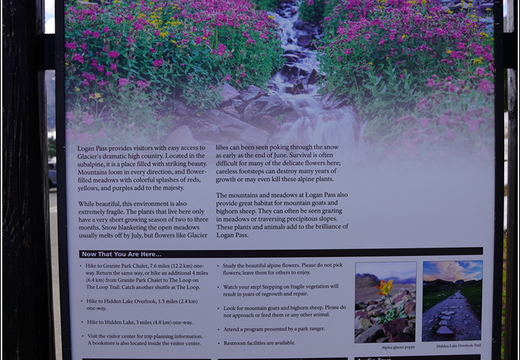 Logan Pass 42