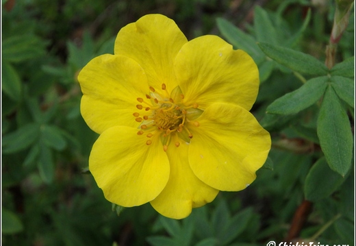 Flowers 002