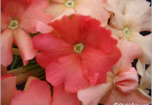 Flowers 009