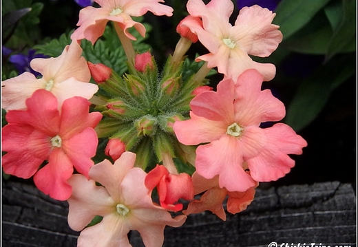 Flowers 010