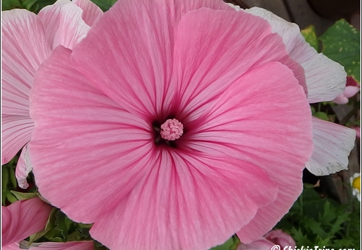 Flowers 015