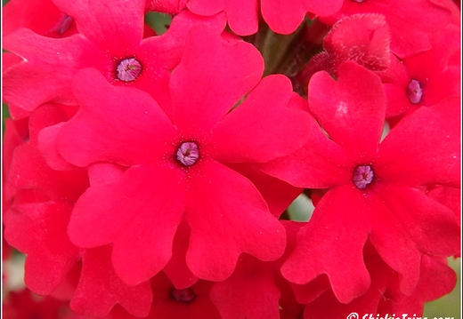 Flowers 024