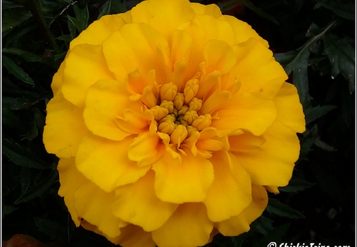 Flowers 028