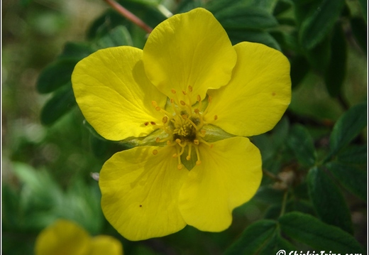 Flowers 032