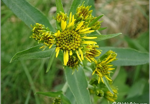 Flowers 033
