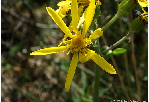 Flowers 039