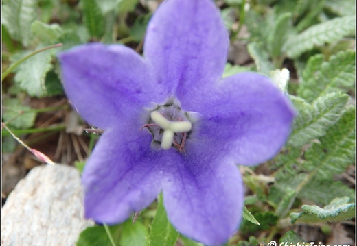 Flowers 041
