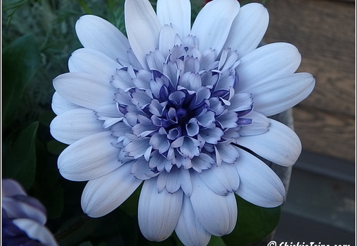 Flowers 050