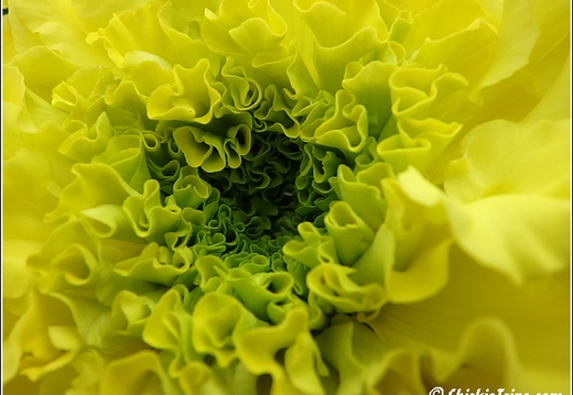 Flowers 052