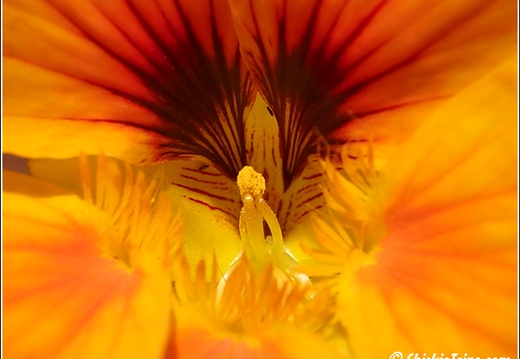 Flowers 053