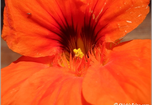 Flowers 054