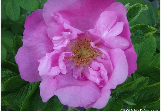 Flowers 057