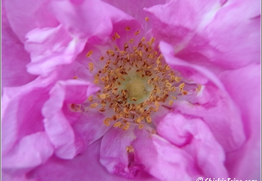 Flowers 058