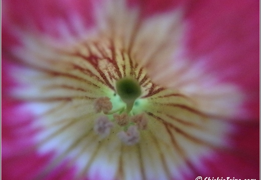 Flowers 062