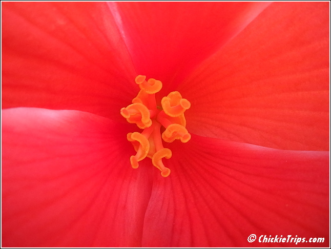 Flowers_076.jpg