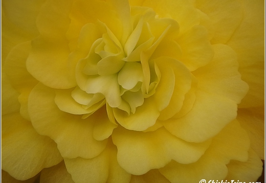 Flowers 081