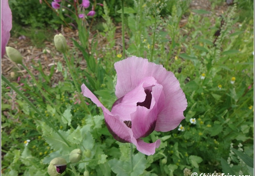 Flowers 084